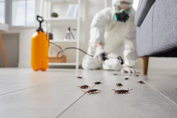 Affordable Termite Control solutions in Grants, NM